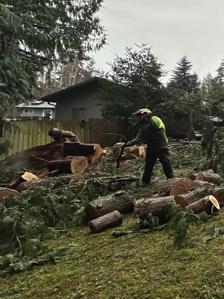 Emergency Tree Services In Action In Snohomish WA