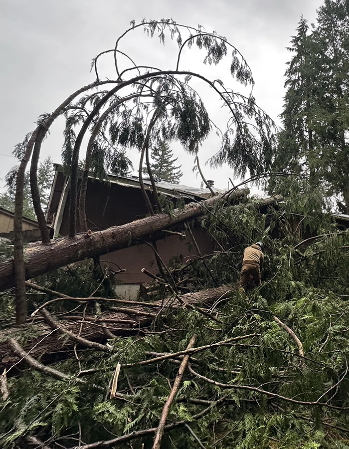 Emergency Tree Services