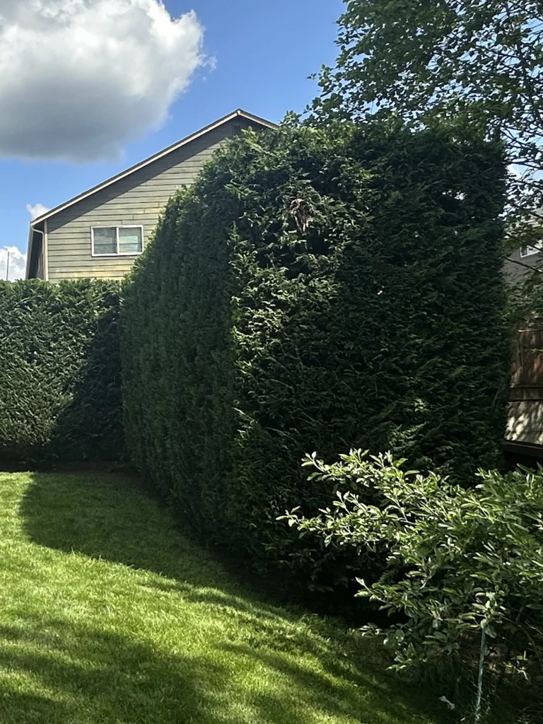 Hedge Trimming