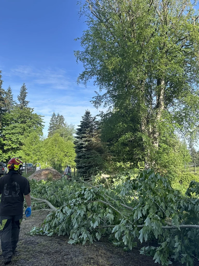 Removing A Tree In Snohomish WA