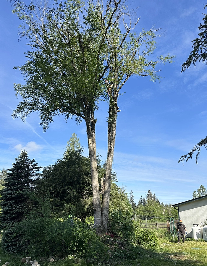 Snohomish Tree Removal
