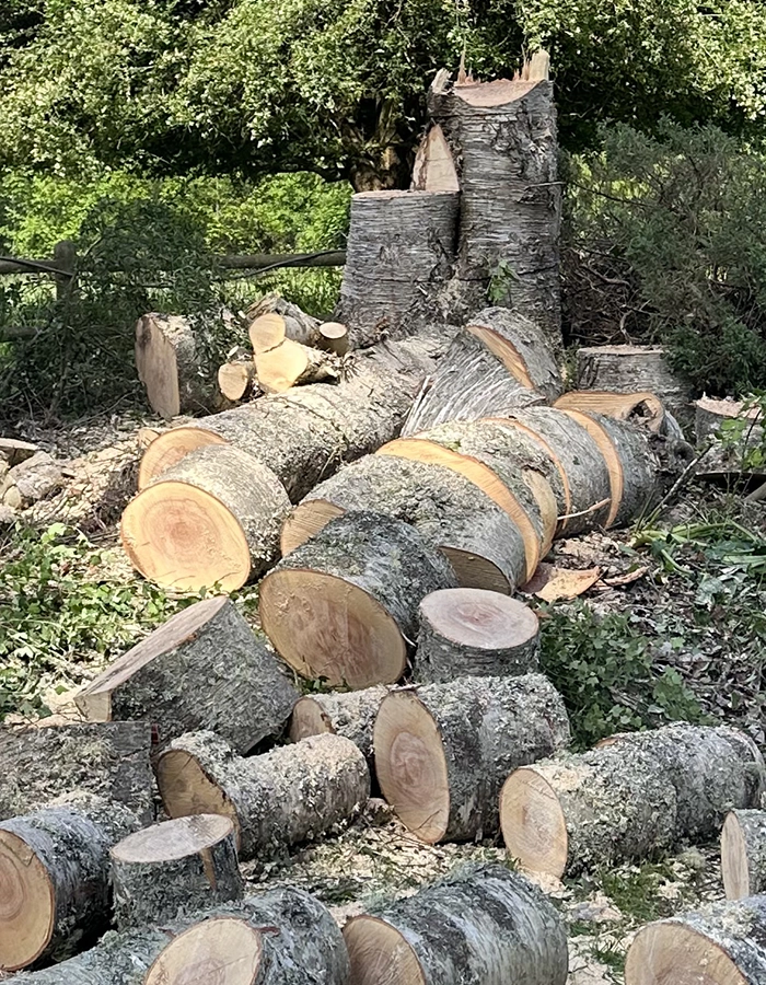 Stump Grinding In Snohomish WA