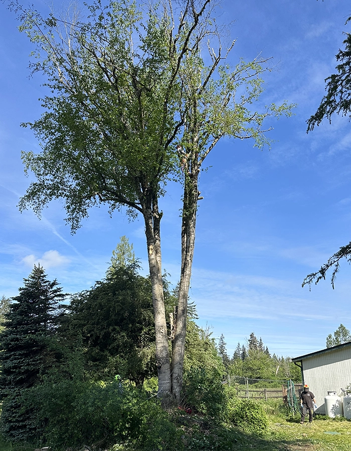 Tree Services In Snohomish WA