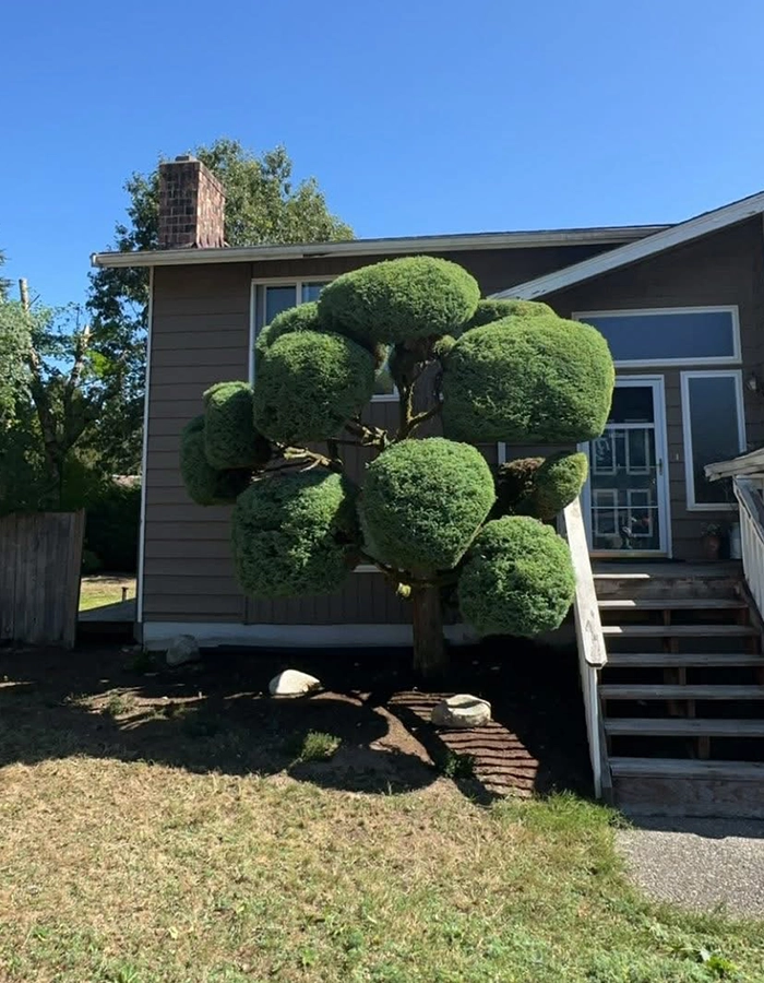Tree Trimming Services